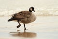 Canada Goose Wading in Shallow Water Royalty Free Stock Photo