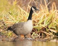 Canada Goose Wading in Shallow Water Royalty Free Stock Photo