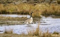 Canada Goose wading in shallow water Royalty Free Stock Photo