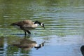 Canada Goose wading in shallow water Royalty Free Stock Photo