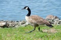 Canada goose walking along waters edge Royalty Free Stock Photo
