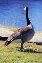 Canada goose walking away looking around Royalty Free Stock Photo
