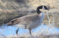Canada Goose Walking on the Shore Royalty Free Stock Photo