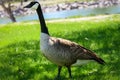 Canada goose walking near the lake, pond in the park. Wildlife animal, park, outdoors. Wyoming, USA. Pond, lake, water background. Royalty Free Stock Photo