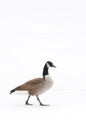 Canada Goose walking in the snow Royalty Free Stock Photo