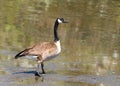 Canada goose walking into a lake Royalty Free Stock Photo