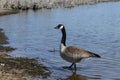 Canada Goose walking in water by shore Royalty Free Stock Photo