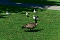 A Canada goose walks on the grace with seagulls at the back