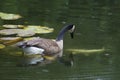 Canada Goose watching a Coy Fish swim. Royalty Free Stock Photo