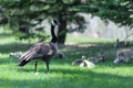 Canada Goose watching the nest