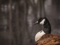 Canada Goose Water Background - Black Brown and White Feather Bird - Water Fowl