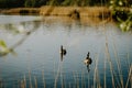 Canada goose in water of an pond