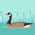 Canada Goose on water, vector illustration Royalty Free Stock Photo