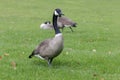 Canada goose with white neck ring