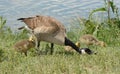 Canada Goose with baby goslings