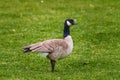 The Canada goose, wild goose with a black head and neck, and white cheeks, standing on the beach close to the lake. Close-up Royalty Free Stock Photo