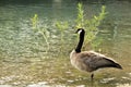Canada Goose and Willow Tree in Lake Royalty Free Stock Photo