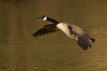 Canada goose (Branta canadensis) in mid-flight  from the surface of a lake Royalty Free Stock Photo