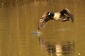 Canada goose (Branta canadensis) in mid-flight  from the surface of a lake Royalty Free Stock Photo