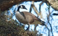 Canada goose (Branta canadensis) on live oak tree branch with resurrection fern (Pleopeltis polypodioides) Royalty Free Stock Photo