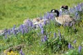 Canada goose in Yellowstone National Park