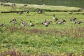 Canada goose in Yellowstone National Park