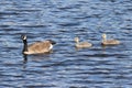 Canada Goose With Young
