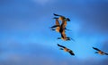 Canada Gooses in the blue sky Royalty Free Stock Photo