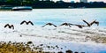 Canada gooses flying at the beach of the riverside of the river Rhein in Cologne from the beach