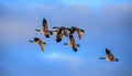 Canada Gooses are flying in the blue sky Royalty Free Stock Photo