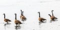 Canada gooses in the water at the beach of the riverside of the river Rhein in Cologne from the beach