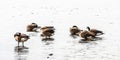 Canada gooses in the water at the beach of the riverside of the river Rhein in Cologne from the beach Royalty Free Stock Photo