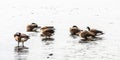 Canada gooses in the water at the beach of the riverside of the river Rhein in Cologne from the beach