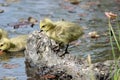 Canada Gosling