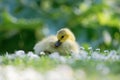 Canada Gosling Lying in Daisies