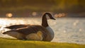 Canada Gosling with Parent Goose Royalty Free Stock Photo