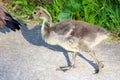 Canada Goose Juvenile Gosling Walk 01 Royalty Free Stock Photo