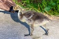 Canada Goose Juvenile Gosling Walk 02 Royalty Free Stock Photo