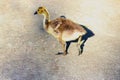 Canada Goose Juvenile Gosling Walk 03 Royalty Free Stock Photo