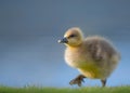 Canada Gosling Walking by Blue Water