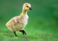 Canada Gosling Walking on Grass