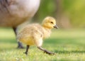 Canada Gosling Walking Royalty Free Stock Photo