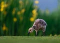 Canada Gosling with Wild Iris Flowers