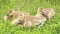 Canada Goslings Royalty Free Stock Photo
