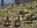Canada goslings on Shoreline Royalty Free Stock Photo