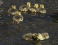 Canada goslings swimming Royalty Free Stock Photo