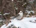 Canada Gray Jay in Algonquin Park snow