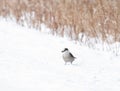 Canada Grey Jay on snow