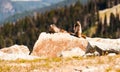 Canada - Hoary Marmot - Mountain Whistler