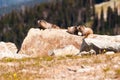 Canada - Hoary Marmot - Mountain Whistler